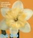 narcissus changing Colors.jpg